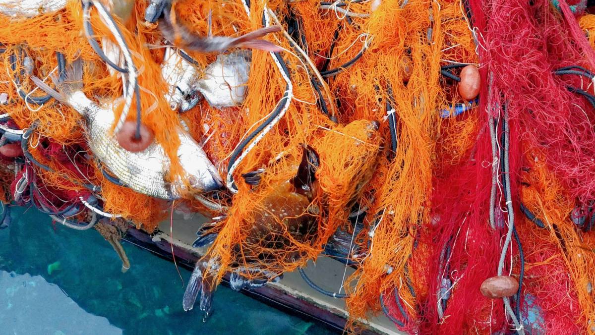 freshly hauled net loaded with fish