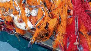 freshly hauled net loaded with fish