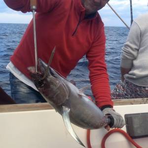 Fisherman showing a fish still hanging from the hook