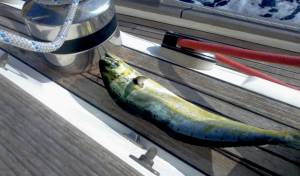 freshly caught fish resting on the ground on the boat
