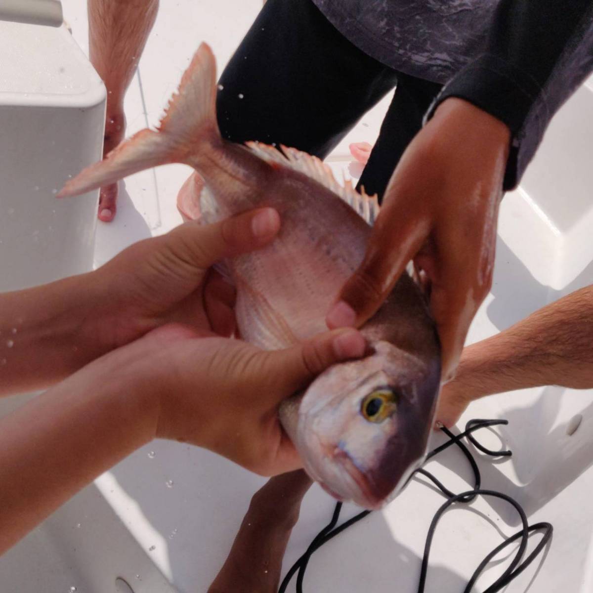 fisherman showing a freshly caught fish