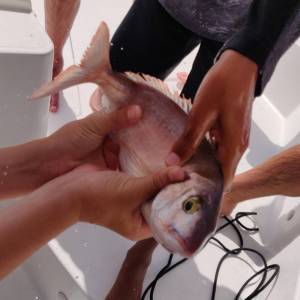 fisherman showing a freshly caught fish