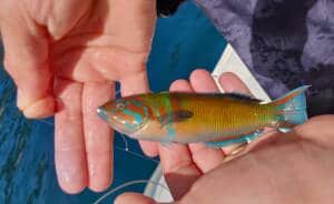 Hands showing a fish attached to the hook